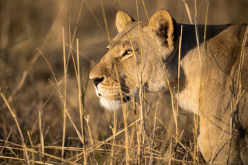 Lions in BWA