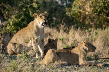 lions in BWA