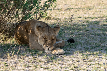 lions in BWA