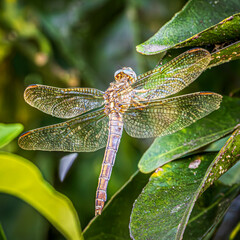 dragonfly on a branch