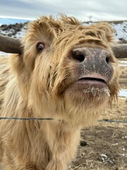 Big beautiful highland cow 