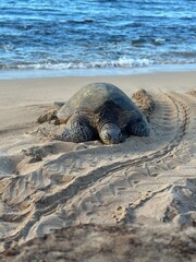 Sea turtle on the beach in Hawaii 