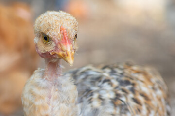 Portrait of young Naked Neck chick. Breeds of chicken.