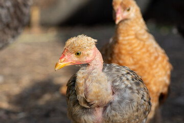 Young chickens with naked necks on a poultry farm. Breeding of chickens.