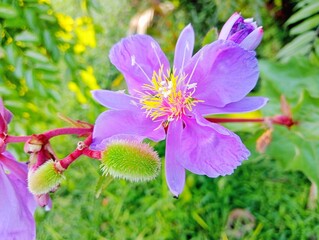 Close-up of purple flowers in the garden
