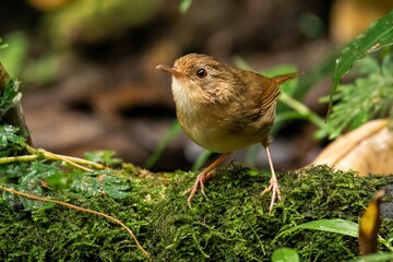 Buff-breasted Babbler