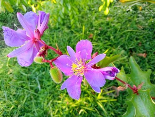 Pink flowers in the garden