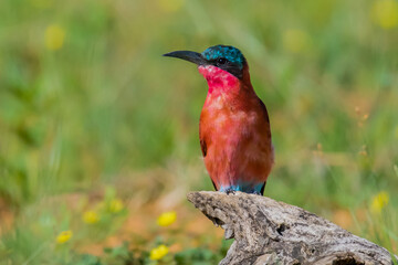 Southern Carmine Bee-eater