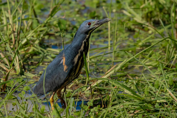 Dwarf Bittern