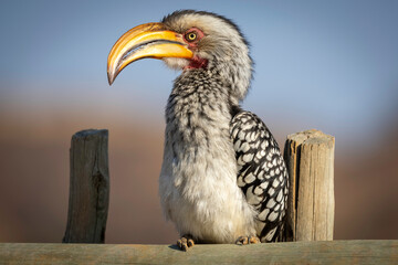Yellow-billed hornbill sitting on a wooden fence in a protected preserve in South Africa