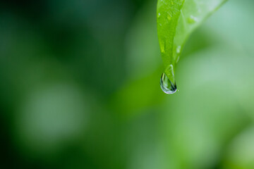 Morning dew drops on fresh green leaf in the garden. Summer nature macro pattern, fresh rain drops...