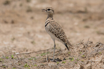 Double-banded Courser