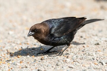 Brown-headed Cowbird