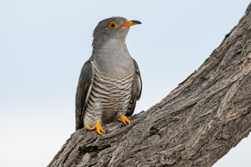African Cuckoo