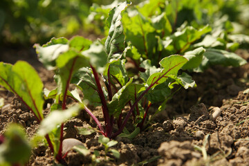 Beetroot plants with green leaves growing in field