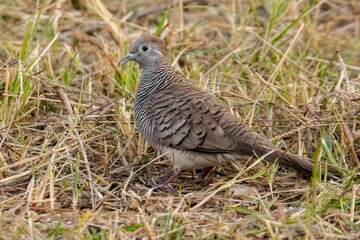 Zebra Dove