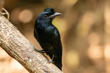 Obraz premium Greater Racket-tailed Drongo