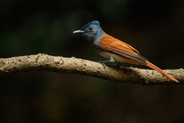 Blyth's Paradise Flycatcher