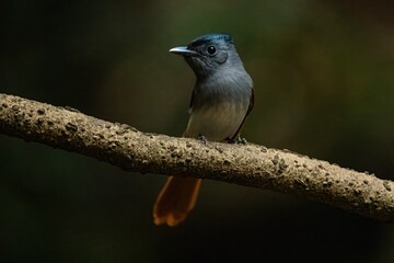 Blyth's Paradise Flycatcher
