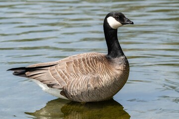 Cackling Goose