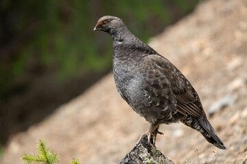 Sooty Grouse