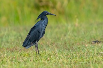Black Heron