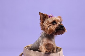 Cute Yorkshire Terrier dog in bag on violet background