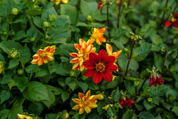 Obraz premium Single red dahlia flower among many orange and yellow dahlias. Outdoor flower garden.