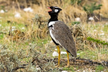 Northern Black Korhaan
