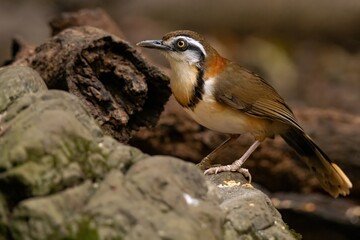 Lesser Necklaced Laughingthrush
