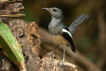 Obraz premium Oriental Magpie-Robin