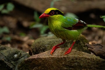 Common Green Magpie