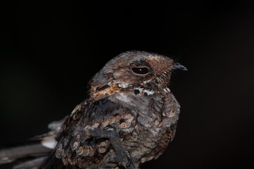 Fiery-necked Nightjar