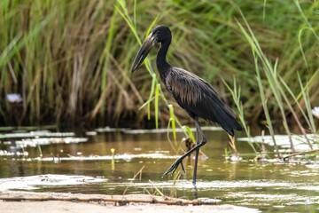 African Openbill