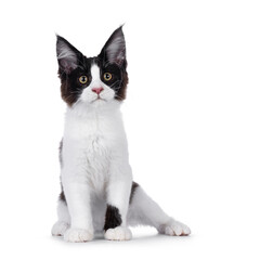 Handsome black and white Maine Coon cat kitten, sitting funny facing front. Looking above and beside camera. Isolated on a white background.