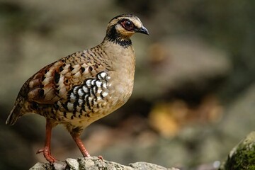 Ferruginous Partridge