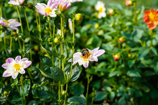 Bumblebee on the top of a collarette dahlia. Outdoor flower garden.