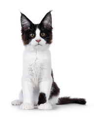 Handsome black and white Maine Coon cat kitten, sitting up facing front. Looking straight to camera. Isolated on a white background.