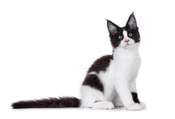 Handsome black and white Maine Coon cat kitten, sitting up side ways. Looking straight to camera. Isolated on a white background.