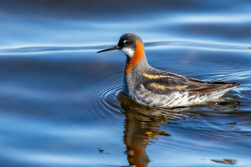 Red-necked Phalarope