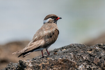 Rock Pratincole