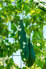 Luffa, loofah, gourds hanging from a trellis in an outdoor garden. Looking above through the...