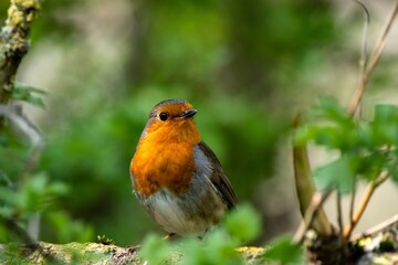 European Robin