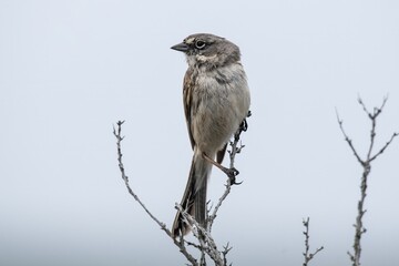 Sagebrush Sparrow