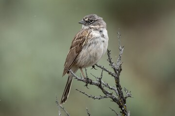 Sagebrush Sparrow