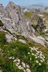 Summer Mountain Landscape with Blooming Flowers