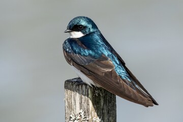Tree Swallow