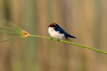 Wire-tailed Swallow