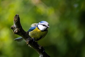 Fototapeta premium Eurasian Blue Tit