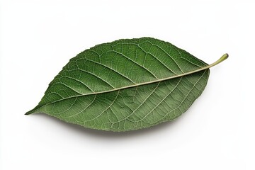 Obraz premium A close-up of a single green leaf with intricate veins and a vibrant texture, showcasing the beauty of nature.